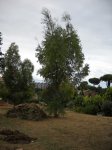 eucalipto pian giovane